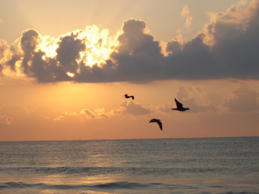 Три птици над морето