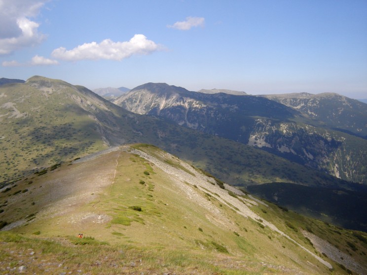 Дива хубост