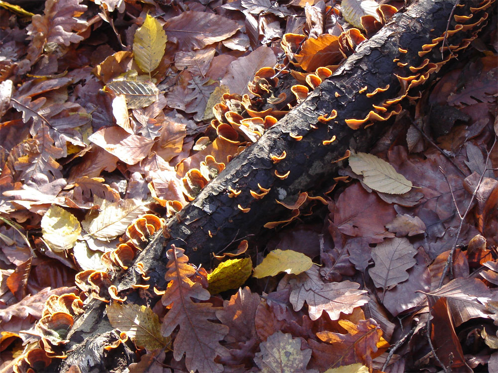 Есенен килим от горски листа с малко гъбки