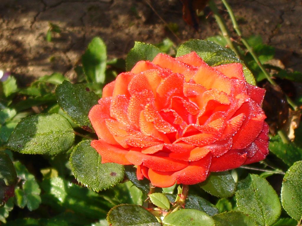Роза, окъпана от росата на октомврийското утро