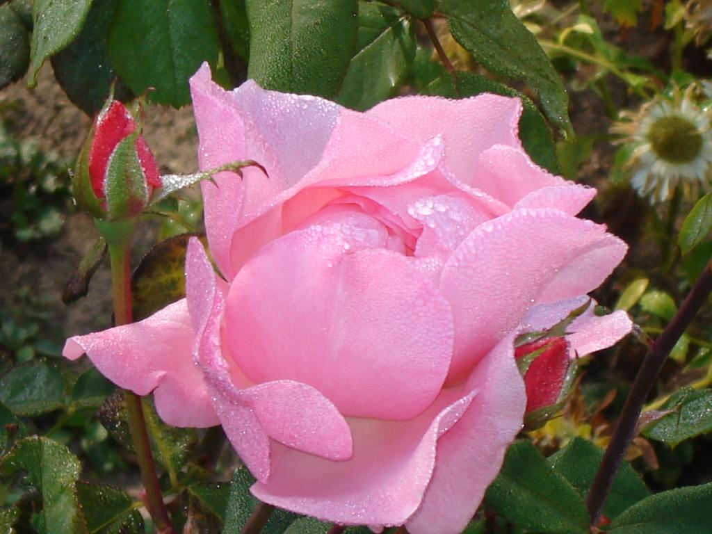 Цвете от градината на Соколския манастир