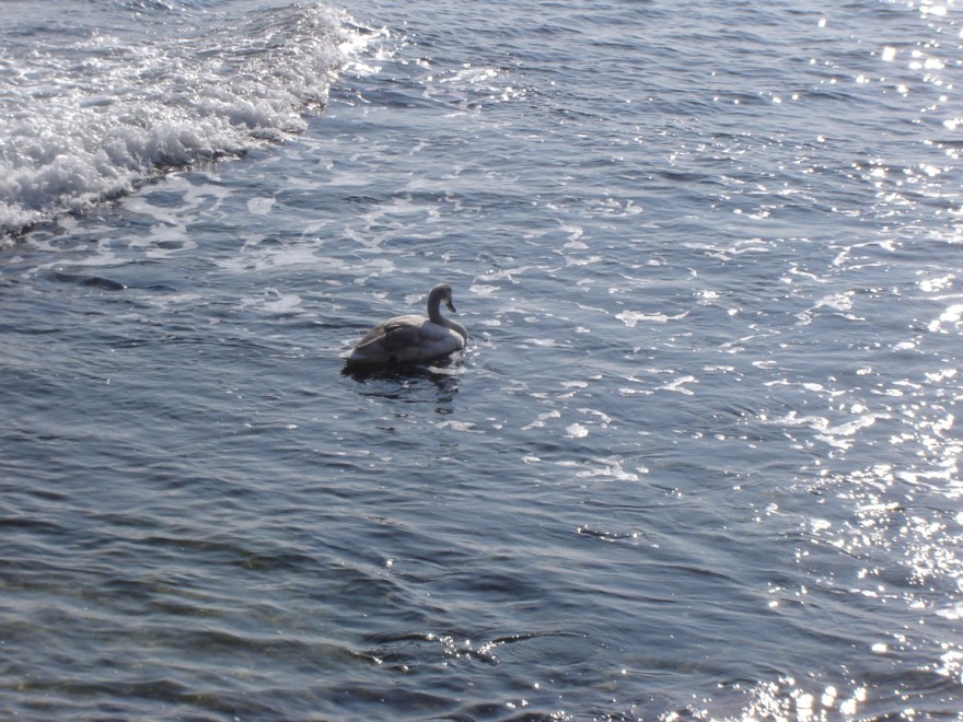Самотен лебед в слънчево море