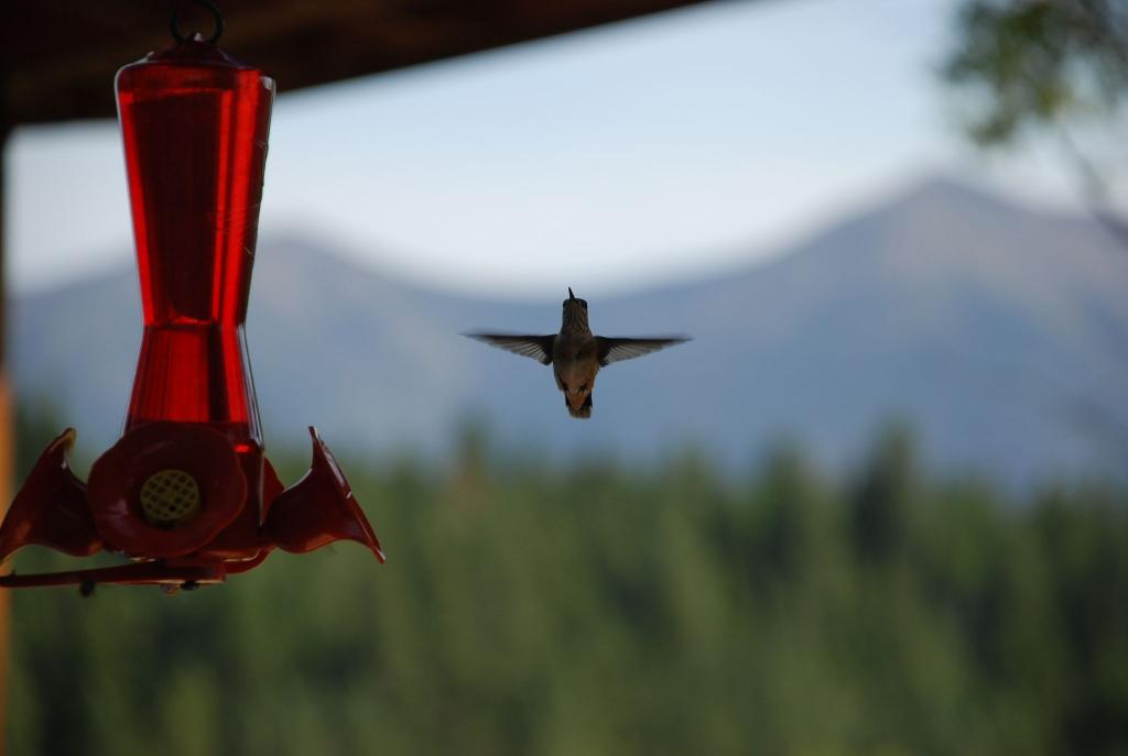 Колибри се радва на първите лъчи на светлината