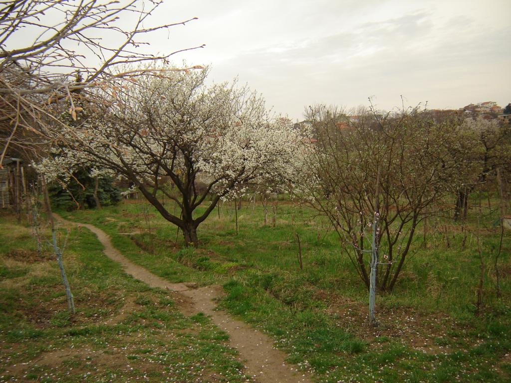 Пролетно дръвче и пътечка