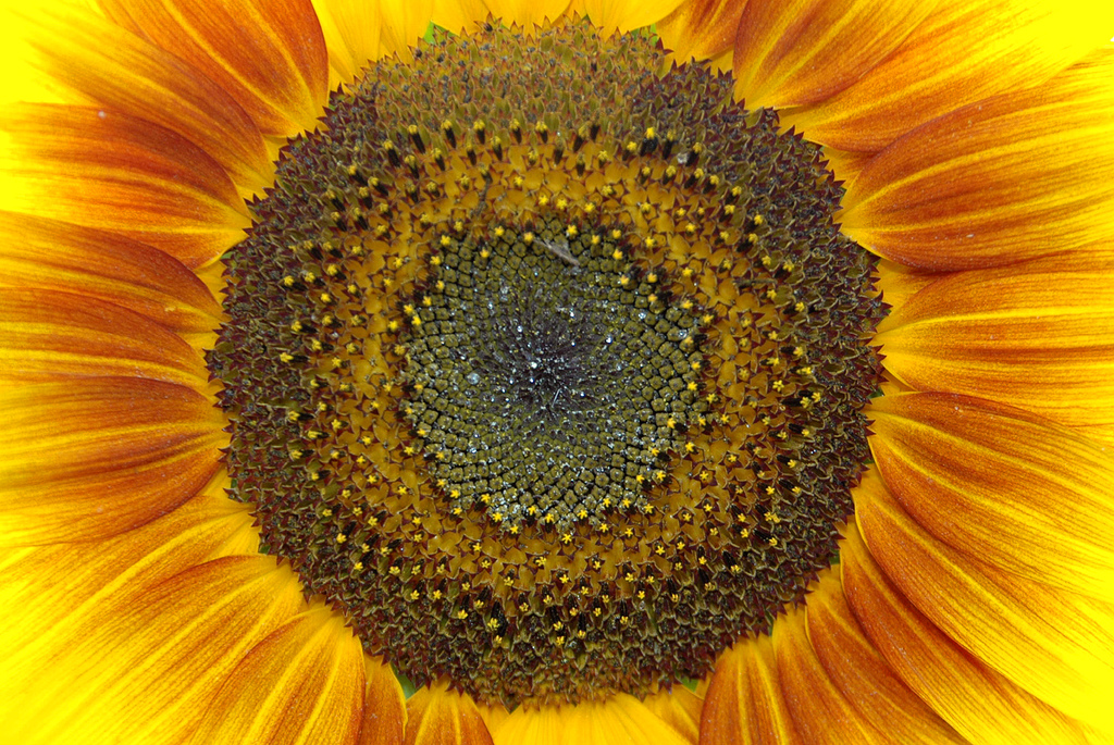 Слънчеви лъчи-поокълвани.