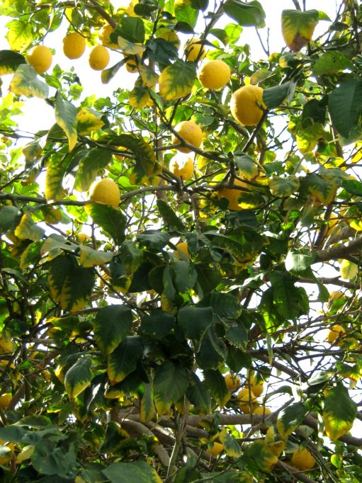 Лимончета ~ Айа Напа ~ Кипър ~ Февруари 2008г.