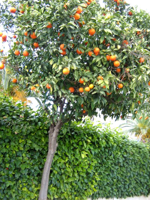 Портокали ~ Айа Напа ~ Кипър ~ Февруари 2008г.