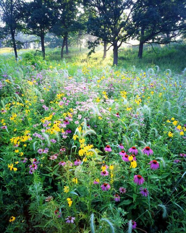 Тиха градинка ~ Спринг Гроув ~ Илинойс ~ САЩ ~ 2007г.