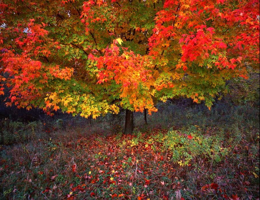 Вълшебство през Есента ~ МакХенри ~ Илинойс ~ САЩ ~ Октомври