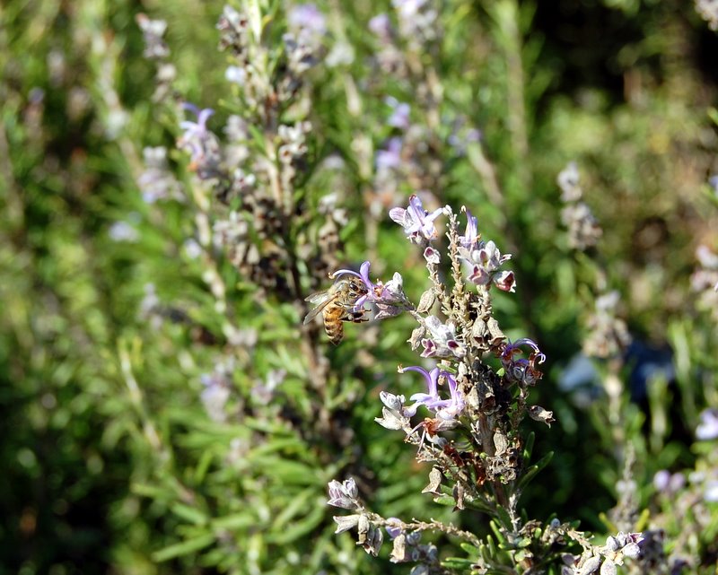 Пчеличка ~ Израел ~ 13 Декември 2007г.