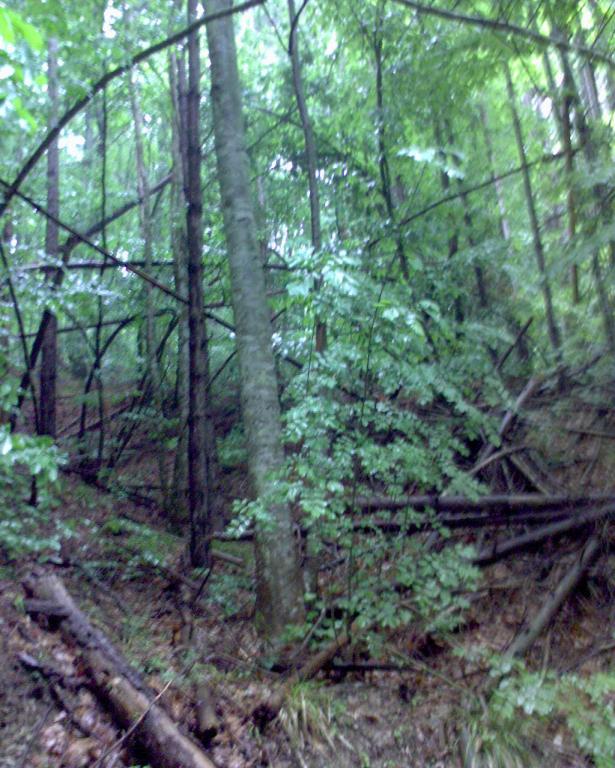 Странджа след буря