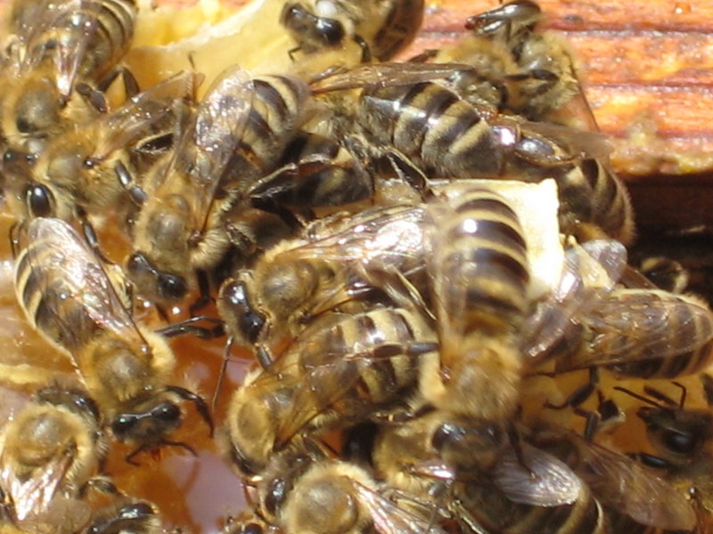 Пчелици