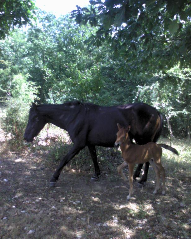 новородено конче