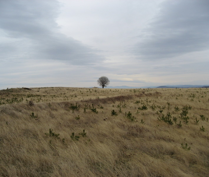 Самотно дърво