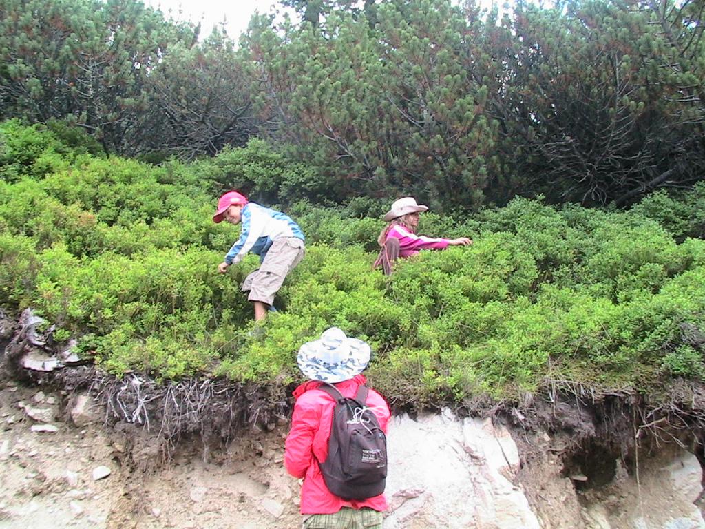 Бране на боровинки към Мусала