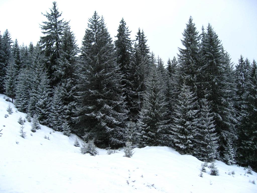 Зимен пейзаж в Пирин