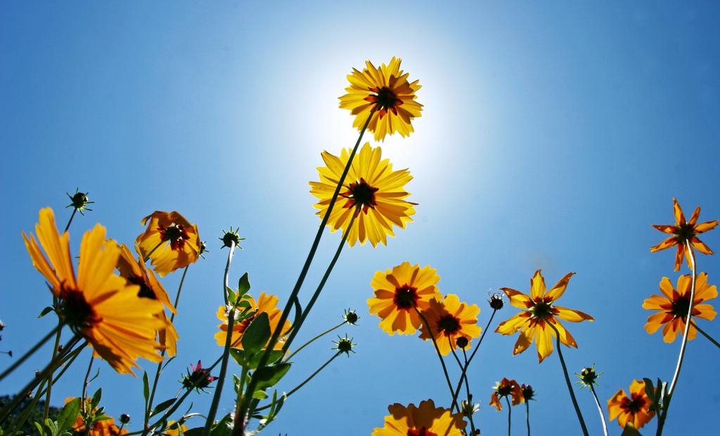 Цветята и Слънцето