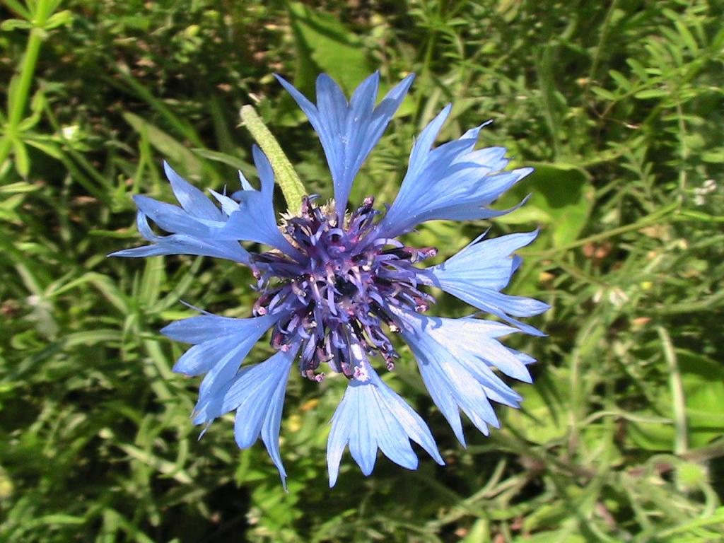 Синьо цвете :)