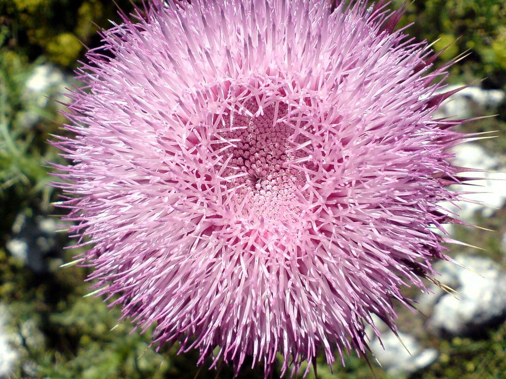 Магарешки бодил 2