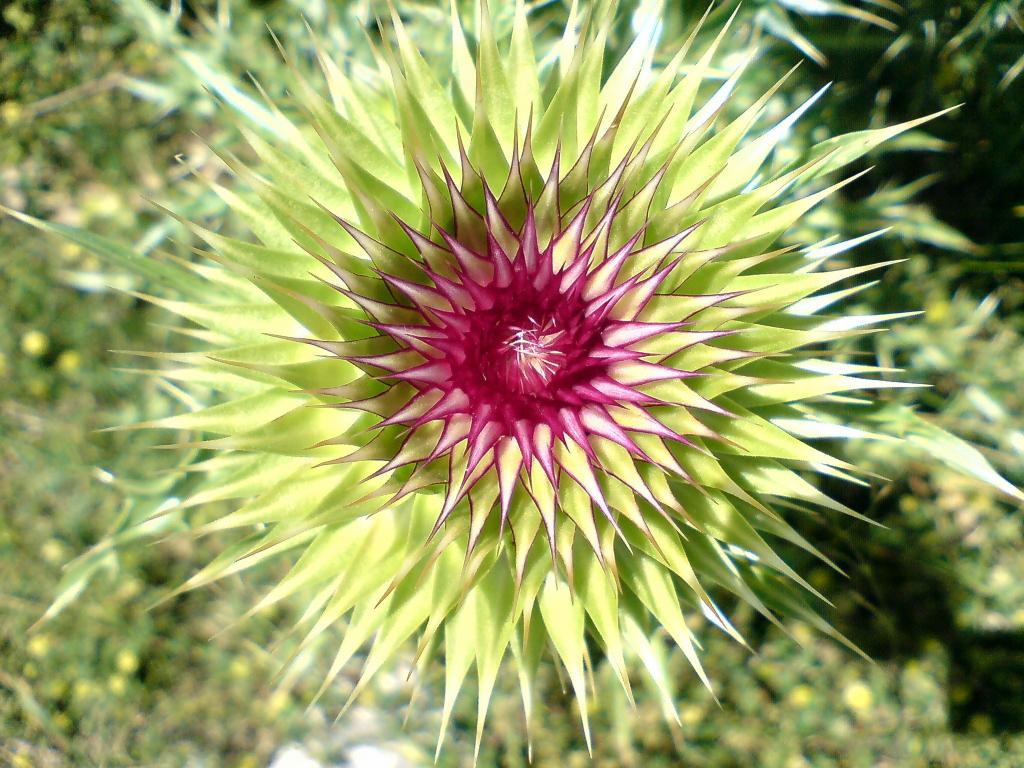 Магарешки бодил 