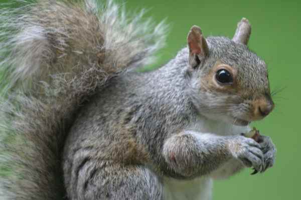 Рунтавелка