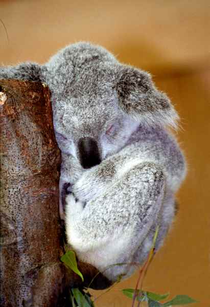 Сън на Коалче