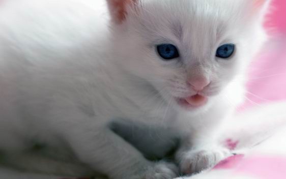 Малко бяло коте