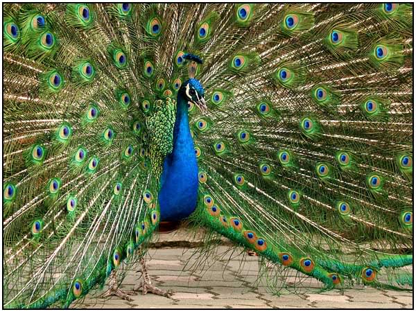 Необятни пера, необятна паунова красота