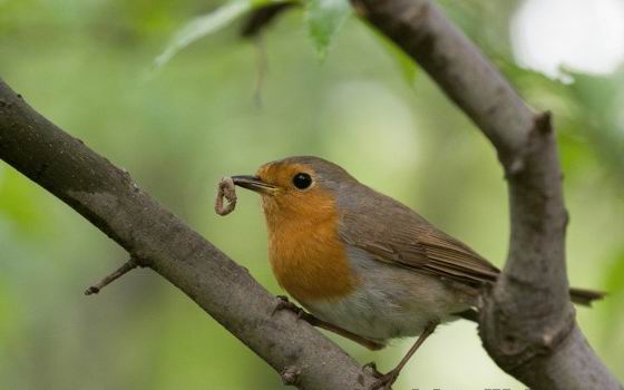 Червеногръдка
