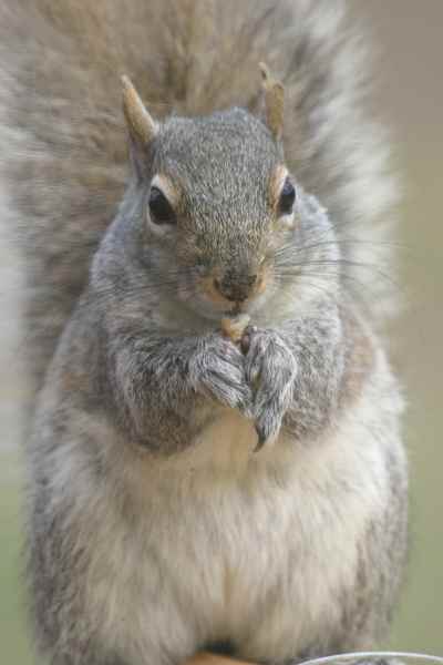 Катеричка близък кадър