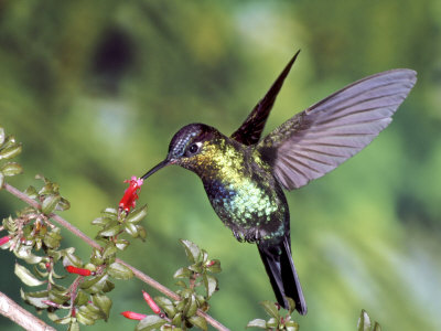 Прелест с крила