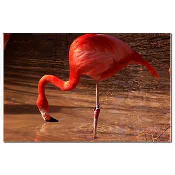Червено фламинго