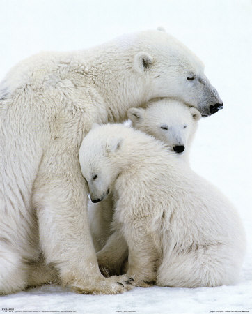 Семейство полярни мечки