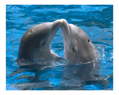 Целвка между делфини