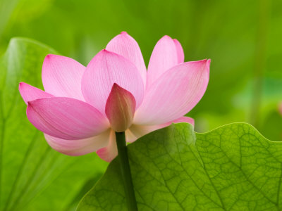 Лотос, нежност