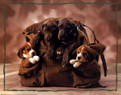 Ще пътуваме ли?