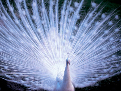 Бяла прелест