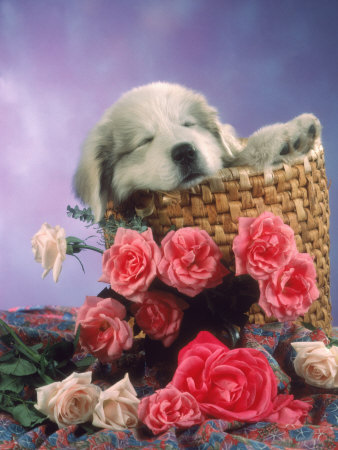 Сладичко мъничко