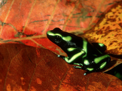 Зелено - черна отровна жаба