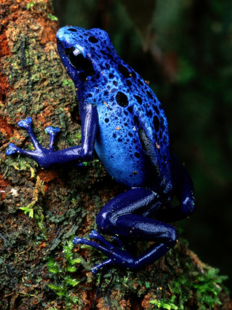 Синя отровна жаба