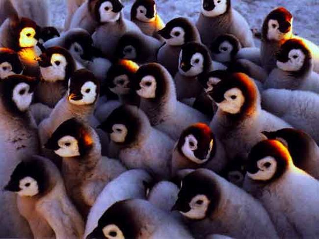 Бебета пингвини
