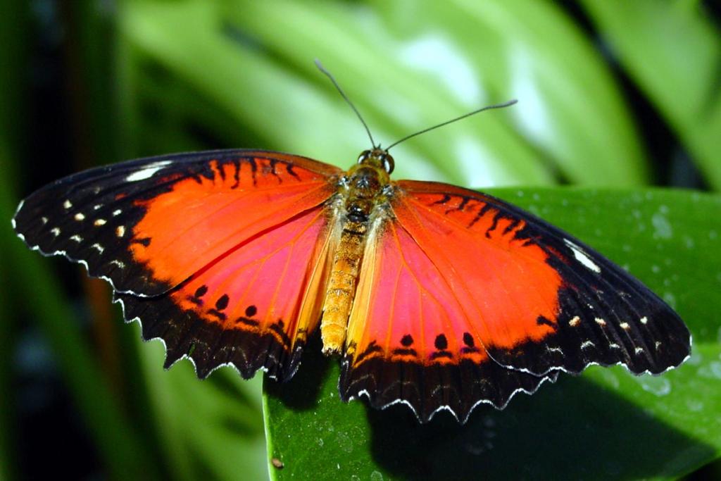 Пеперуда в оранж