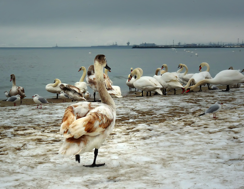 Край морето