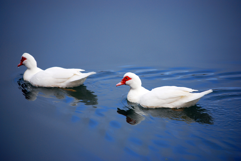 Мускусни птици