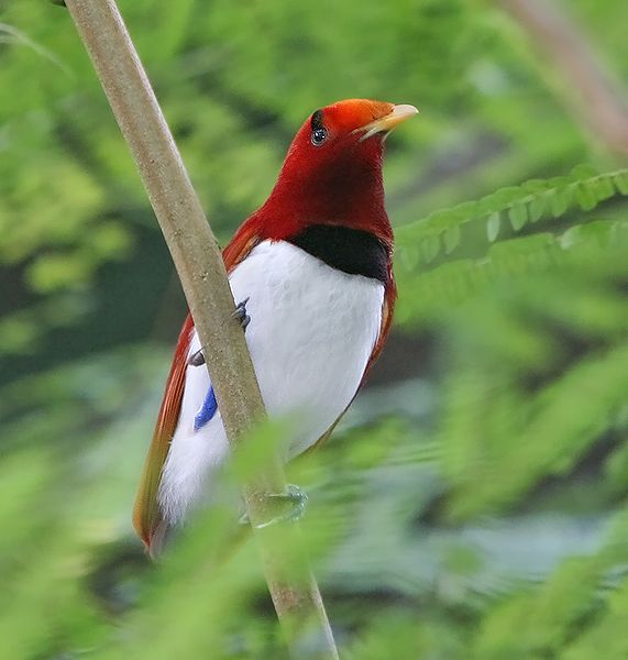 Птици от Рая