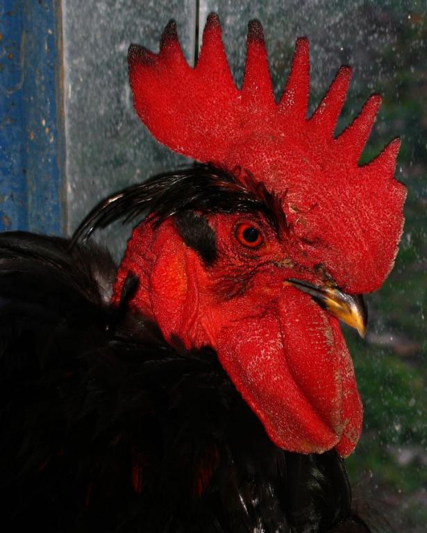 Пепел близък кадър