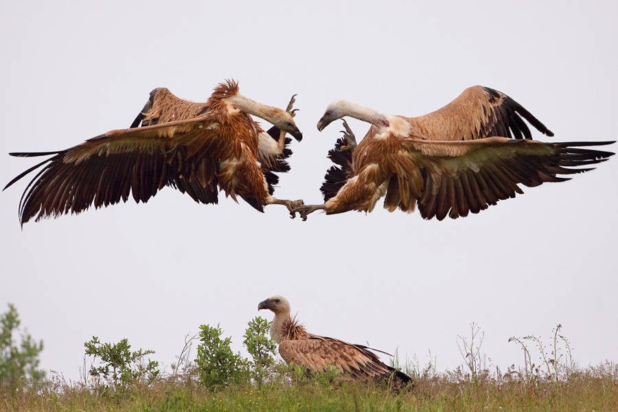 За да спечелиш една жена...