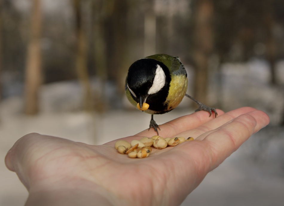 Да нахраним Пилчо:)))