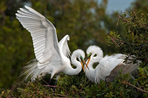 Красивите Те