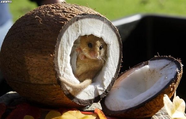 У нас мирише на Кокос